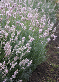 Lavandula angustifolia 'Hidcote Pink' Lavandula angustifolia 'Hidcote Pink'